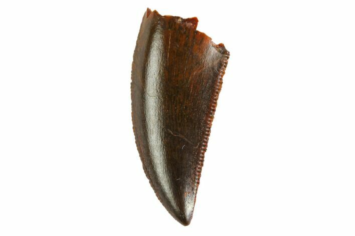 Serrated, Raptor Tooth - Real Dinosaur Tooth #144657